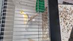 Geel mozaïek kanaries, Dieren en Toebehoren, Vogels | Kanaries