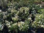 viburnum  Tinus, Tuin en Terras, Ophalen