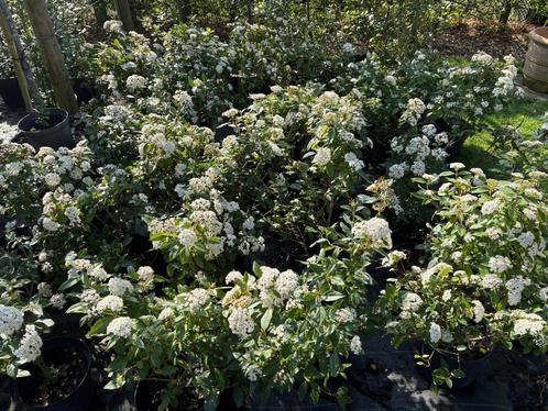 viburnum  Tinus, Tuin en Terras, Planten | Struiken en Hagen, Ophalen