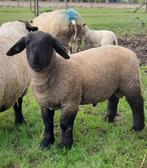 Stamboek suffolk ramlammeren, Mouton, Femelle, 0 à 2 ans