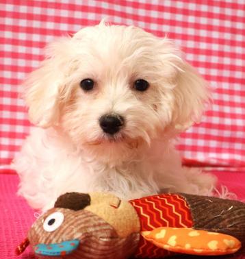 Des chiots maltais super mignons !, 15 semaines à 1 an, Étranger, Parvovirose, Plusieurs animaux