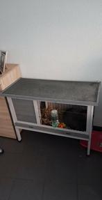 Konijn, Dieren en Toebehoren, Konijnen, Geslacht onbekend, Klein, 0 tot 2 jaar