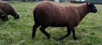 jonge zwarte ram, Dieren en Toebehoren