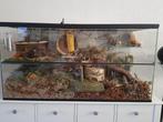 Knaagdier Terrarium en Kooi voor Gerbils, Hamsters en Ratten, Dieren en Toebehoren, Knaagdieren en Konijnen | Hokken en Kooien