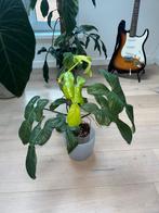 Philodendron Bipendifolium Golden Dragon, Huis en Inrichting, Ophalen of Verzenden