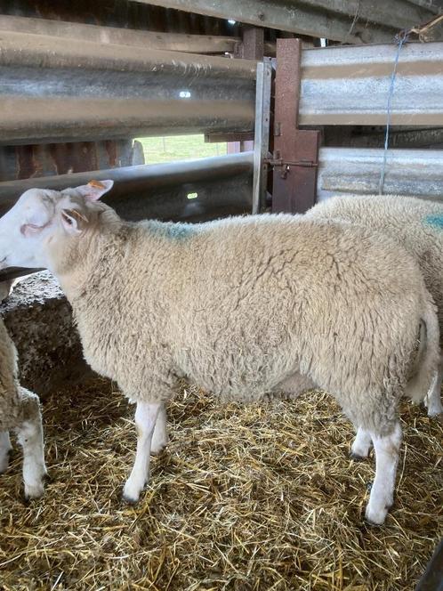 rammen, Dieren en Toebehoren, Schapen, Geiten en Varkens, Schaap, Mannelijk, 0 tot 2 jaar