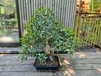 Bonsai ficus retusa, Tuin en Terras, Ophalen