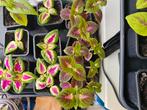 Petits Coleus 3-5€, Ophalen of Verzenden