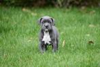 American Staffordshire Terriër pup te koop, Dieren en Toebehoren, Honden | Jack Russells en Terriërs, België, Reu, CDV (hondenziekte)