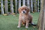 Prachtige Cavapoo pups, Dieren en Toebehoren, Honden | Chihuahua's en Gezelschapshonden, België, Overige rassen, CDV (hondenziekte)