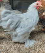 Cochin kriel hanen zoeken een nieuwe thuis!, Dieren en Toebehoren, Pluimvee