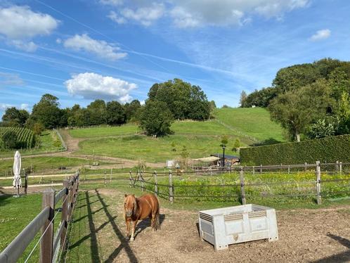 Paddock paradise shetlander/kleine pony, Diensten en Vakmensen, Dieren | Paarden | Verzorging, Oppas en Dressuur, Stalling of Weidegang