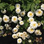 20 graines de grande camomille - Tanacetum parth Flore pleno, Envoi, Graine