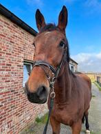 3 jarige merrie, Dieren en Toebehoren, Paarden, Merrie, Zadelmak
