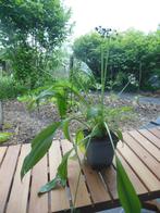 Daslook met zaad (8 plantjes in één potje), Ophalen, Vaste plant, Kruiden, Volledige schaduw