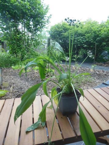 Daslook met zaad (8 plantjes in één potje), Tuin en Terras, Ophalen, Vaste plant, Kruiden, Volledige schaduw