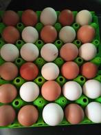 Bio scharreleieren, Dieren en Toebehoren, Ophalen