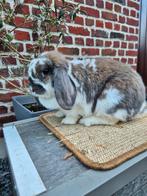 Nederlandse hangoordwerg voedster, Dieren en Toebehoren