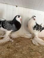 Gentse kroppers 2025 blauwkras, Dieren en Toebehoren, Meerdere dieren, Kropper