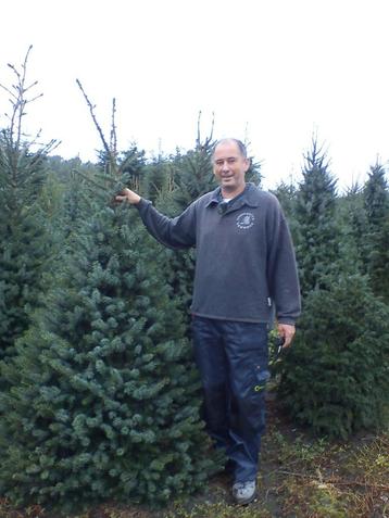 Kerstbomen en groenblijvende hagen beschikbaar voor biedingen