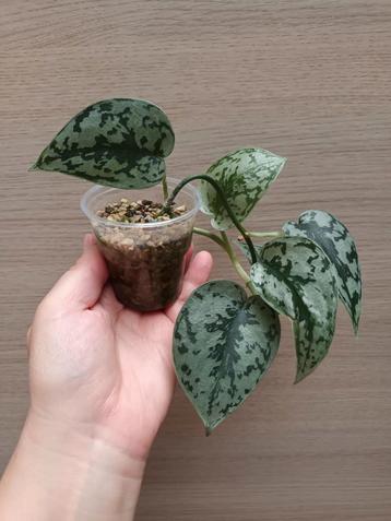Scindapsus silver lady  beschikbaar voor biedingen