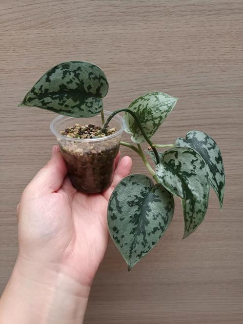 Scindapsus silver lady, Huis en Inrichting, Kamerplanten, Ophalen of Verzenden