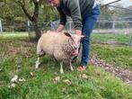 Mooie Rouge de l'Ouest ooi, Dieren en Toebehoren, Schapen, Geiten en Varkens, Vrouwelijk, Schaap, 0 tot 2 jaar