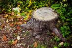 Stomp trimmen Stomp verwijderen, Tuin en Terras, Ophalen