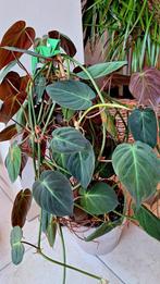 Stekken Philodendron micans, Huis en Inrichting, Kamerplanten, Ophalen of Verzenden