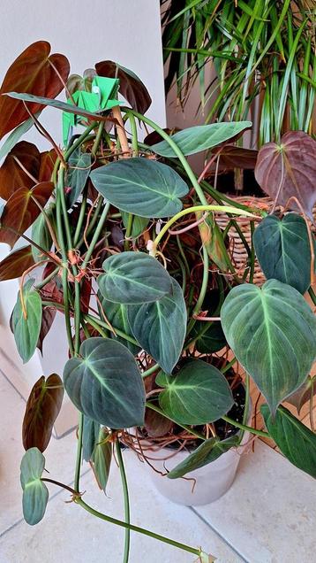 Stekken Philodendron micans beschikbaar voor biedingen