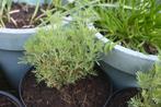 Citroenkruid 'Cola', Tuin en Terras, Planten | Tuinplanten, Ophalen, Vaste plant, Kruiden, Volle zon