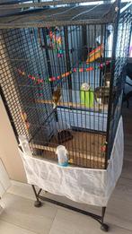 Une paire de canaris à vendre + la cage, Animaux & Accessoires, Enlèvement, Aluminium, Cage à oiseaux