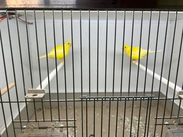 Five fancy, Canari de posture