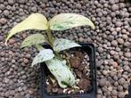 Epipremnum Pinnatum Marble Variegata, Enlèvement ou Envoi