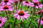 echinacea ruby gigant  in pot, Tuin en Terras, Planten | Tuinplanten, Ophalen, Vaste plant