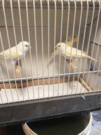 Gele mozaïek kanaries, Dieren en Toebehoren, Meerdere dieren, Kleurkanarie