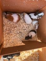 Cavias te verkrijgen, Juni, Meerdere dieren, Cavia