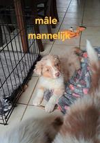 red merle Australische herder pup reu op boerderij, Dieren en Toebehoren, Honden | Herdershonden en Veedrijvers, België, Reu, CDV (hondenziekte)