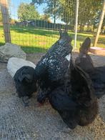 Groenlegger haan, Dieren en Toebehoren, Pluimvee