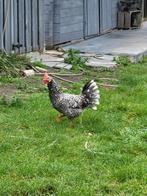 Ancona, Dieren en Toebehoren, Pluimvee, Vrouwelijk, Kip