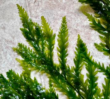 Lijkt op Zeewier (levend) zoetwater Aquariumplant beschikbaar voor biedingen