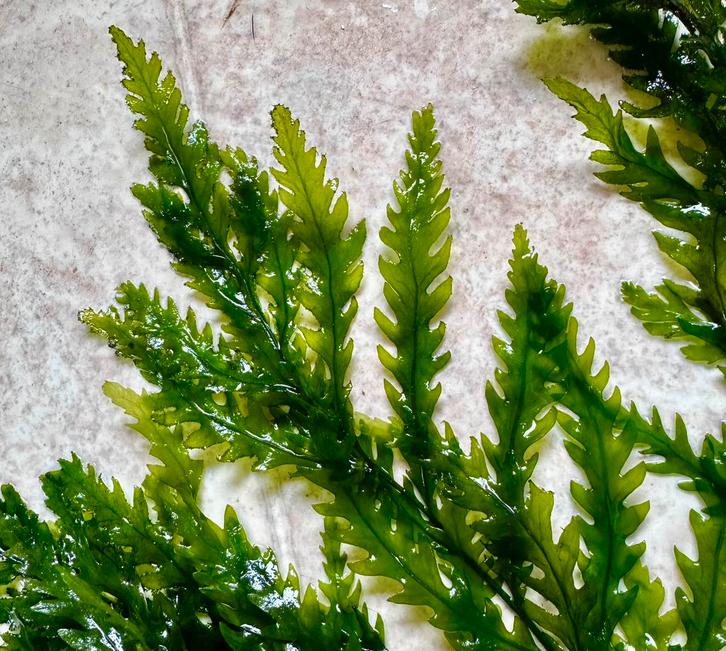 Lijkt op Zeewier (levend) zoetwater Aquariumplant, Dieren en Toebehoren, Vissen | Aquaria en Toebehoren, Nieuw, Plant(en), Steen of Hout