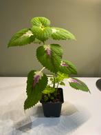 Coleus (siernetel), Huis en Inrichting, Kamerplanten, Overige soorten, Ophalen of Verzenden, In pot, Minder dan 100 cm