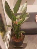 Strelitzia Nicolai...., Huis en Inrichting, Kamerplanten, Ophalen, 100 tot 150 cm, Overige soorten, Volle zon