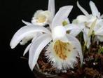 Pleione Glacier Peak. Orchidee., Tuin en Terras, Bloembollen en Zaden, Ophalen of Verzenden, Voorjaar, Halfschaduw, Knol