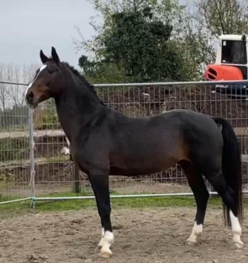 Dekhengst te koop!, Dieren en Toebehoren, Paarden, Hengst, Niet van toepassing, 160 tot 165 cm, 11 jaar of ouder, Recreatiepaard