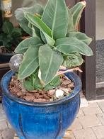 Banaan plant voor binne en zomer buiten, Ophalen, Zomer