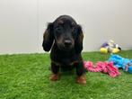 Standaard Teckel pups, Dieren en Toebehoren, België, Standaard, Reu, 8 tot 15 weken