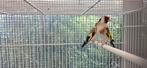 Putter te koop, Dieren en Toebehoren, Vogels | Overige Vogels