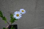 Kalimeris incisa 'Alba', Ophalen, Vaste plant, Volle zon
